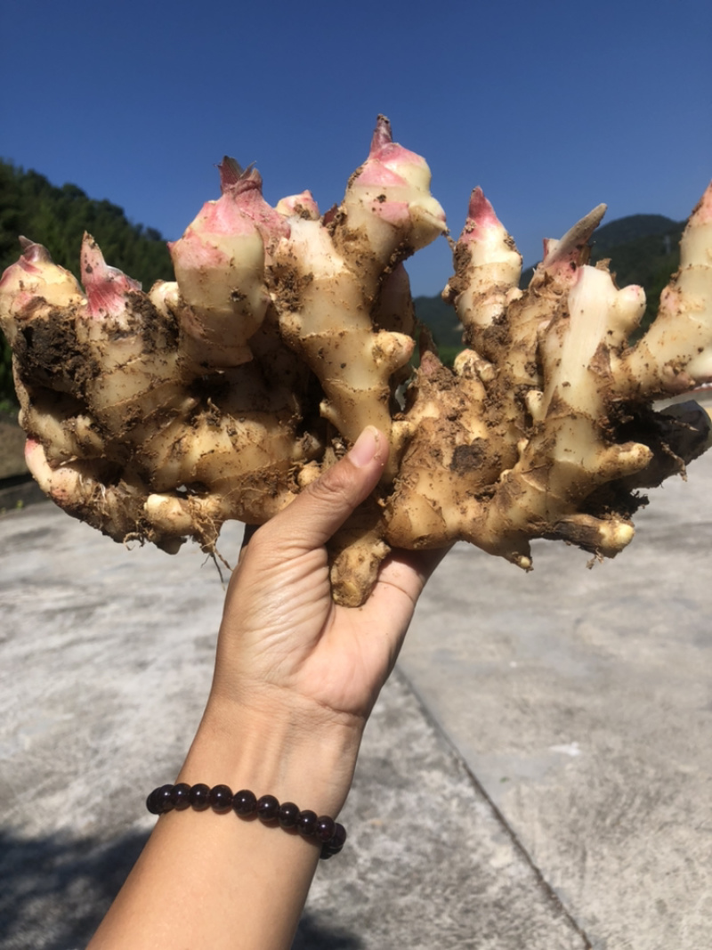 腌制姜、姜芽、子姜、姜母、大基地上市一手货源