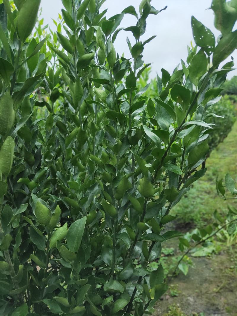 媛红碰柑枝条枝条老熟质量保证价格优惠
