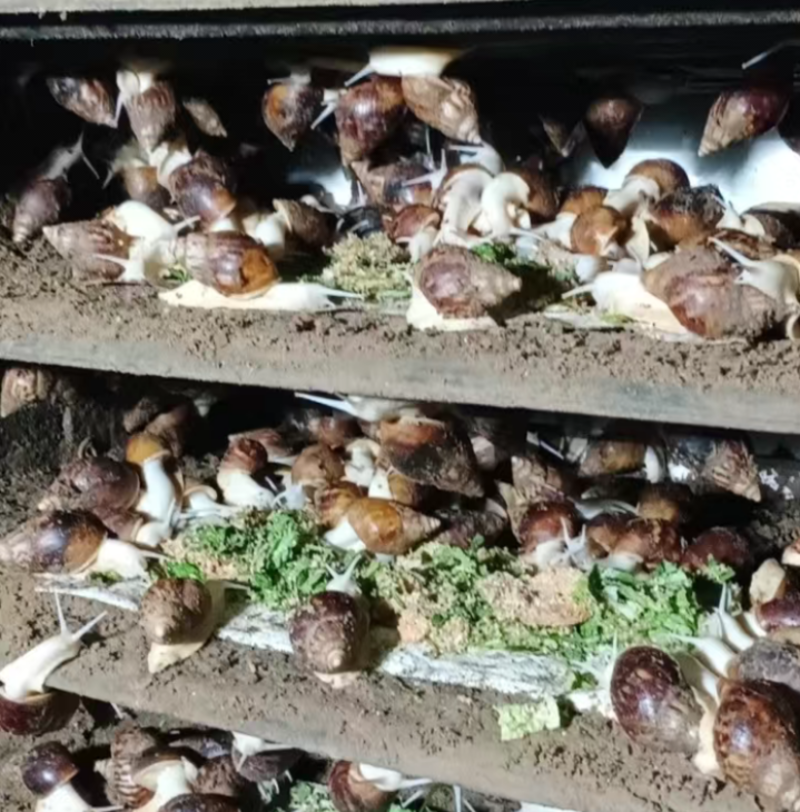 白玉蜗牛养殖活体物食用蜗牛教研观察