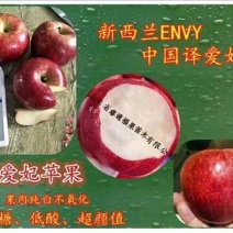 爱妃苹果苗中晚熟苹果苗批发优质脆甜品种苹果苗