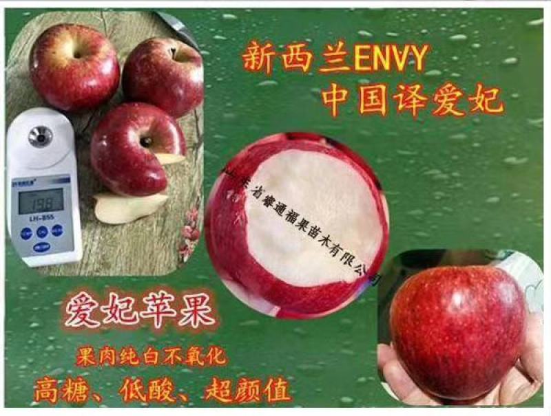 爱妃苹果苗中晚熟苹果苗批发优质脆甜品种苹果苗