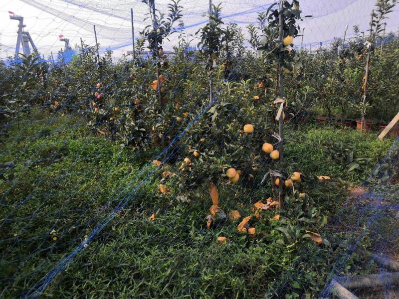 爱妃苹果苗中晚熟苹果苗批发优质脆甜品种苹果苗