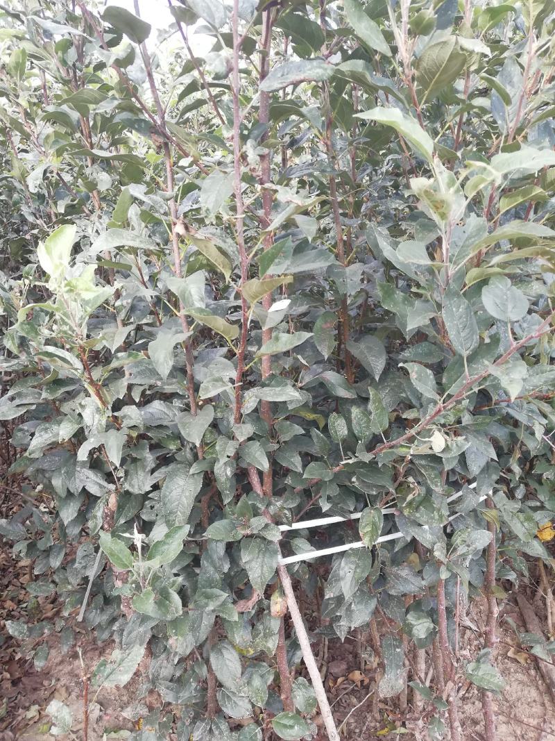 爱妃苹果苗中晚熟苹果苗批发优质脆甜品种苹果苗