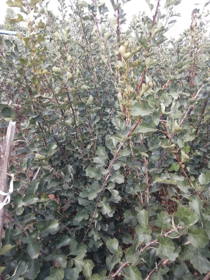 爱妃苹果苗中晚熟苹果苗批发优质脆甜品种苹果苗