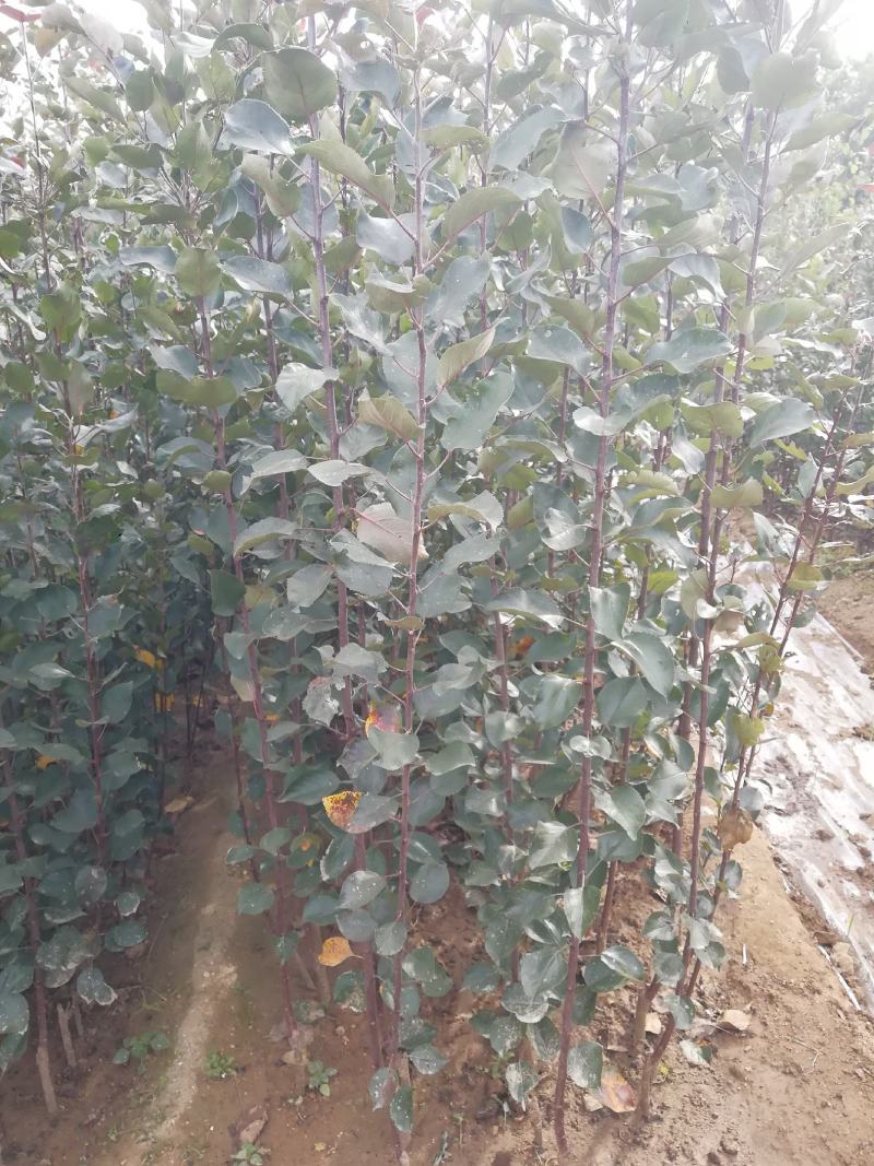 爱妃苹果苗中晚熟苹果苗批发优质脆甜品种苹果苗