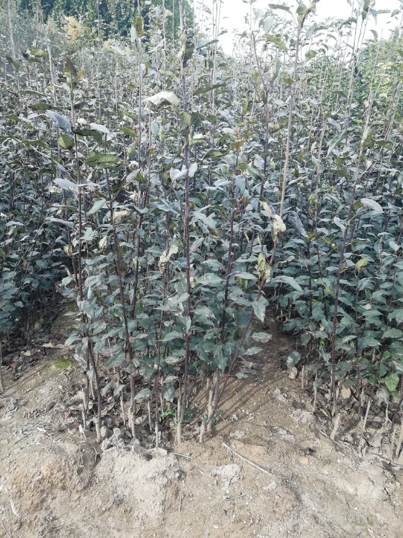 爱妃苹果苗中晚熟苹果苗批发优质脆甜品种苹果苗