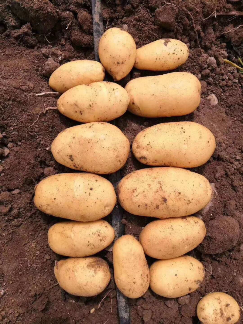 围场土豆大量上市，价稳质优，基地直发，荷兰希森
