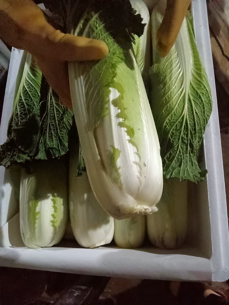 精品秋绿，麻叶菜。量不多