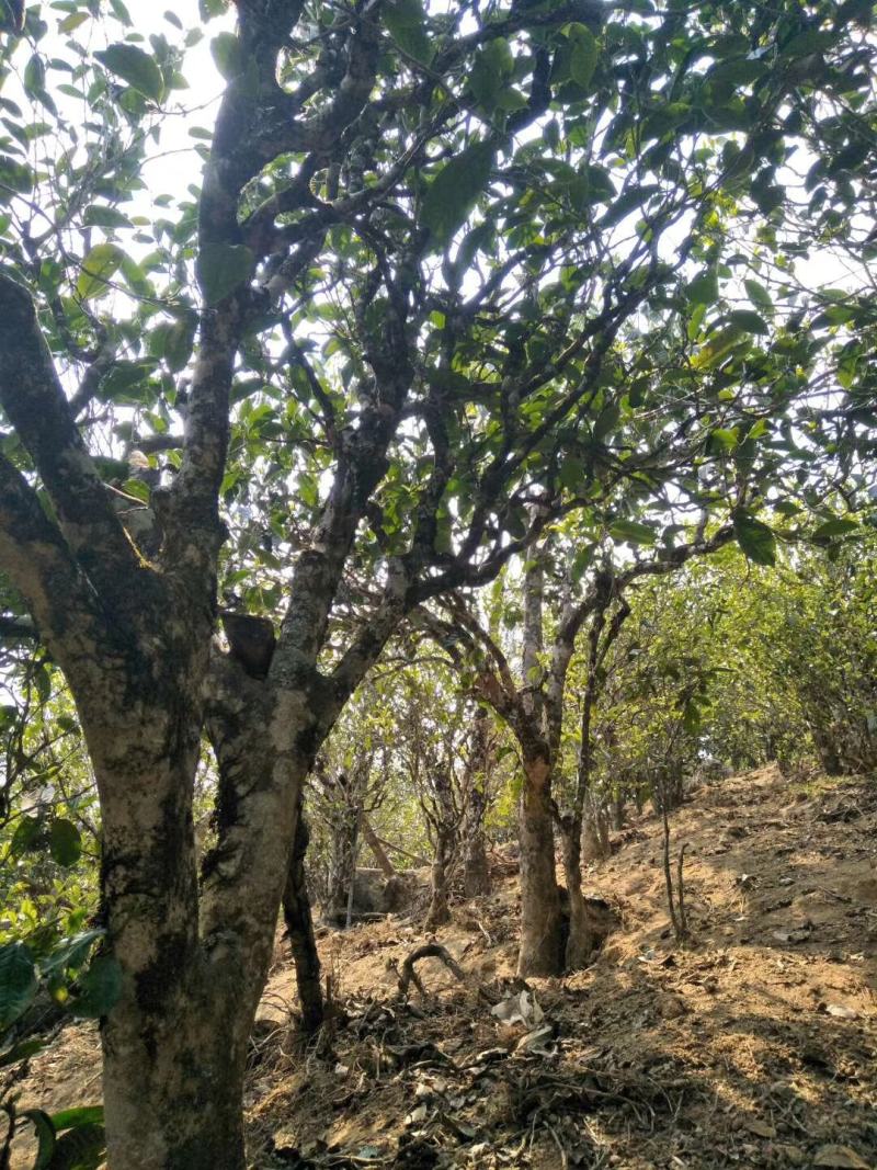 邦东纯手工古树普洱茶，古树採摘百年树龄纯料，无农药化肥。