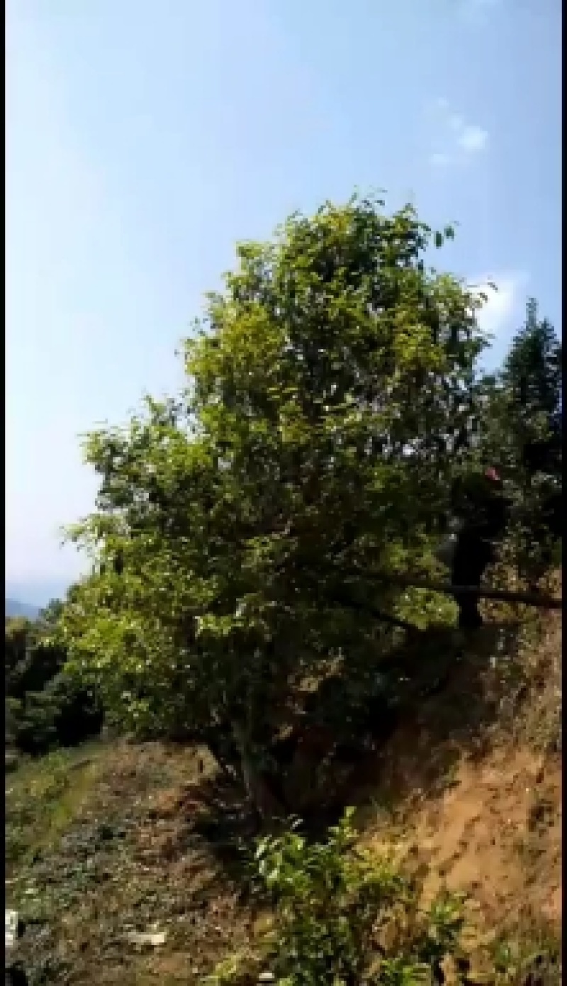 云南省临沧市邦东昔归，生普，铁锅手工制作