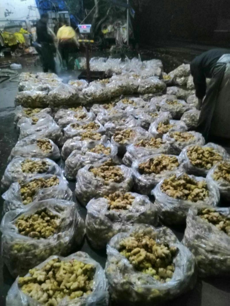 生姜（新鮮坨坨姜現貨）