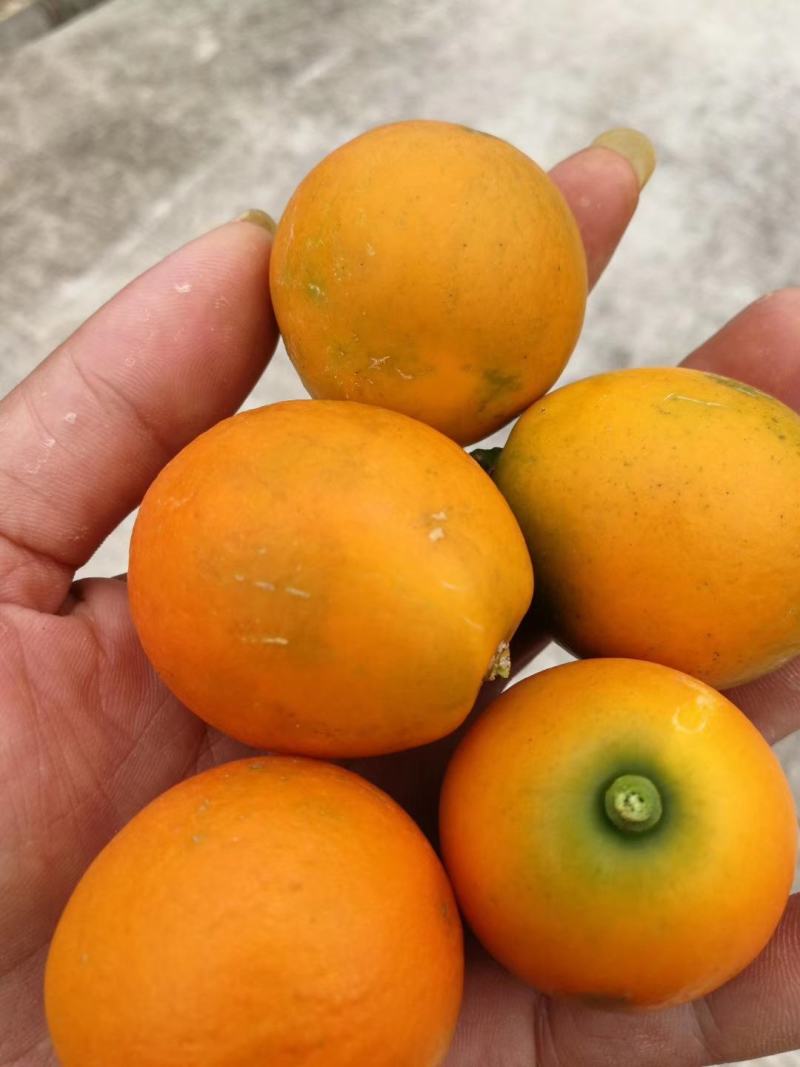 现摘新鲜果，新品种脆密金桔，纯甜无酸味，肉细腻化渣。