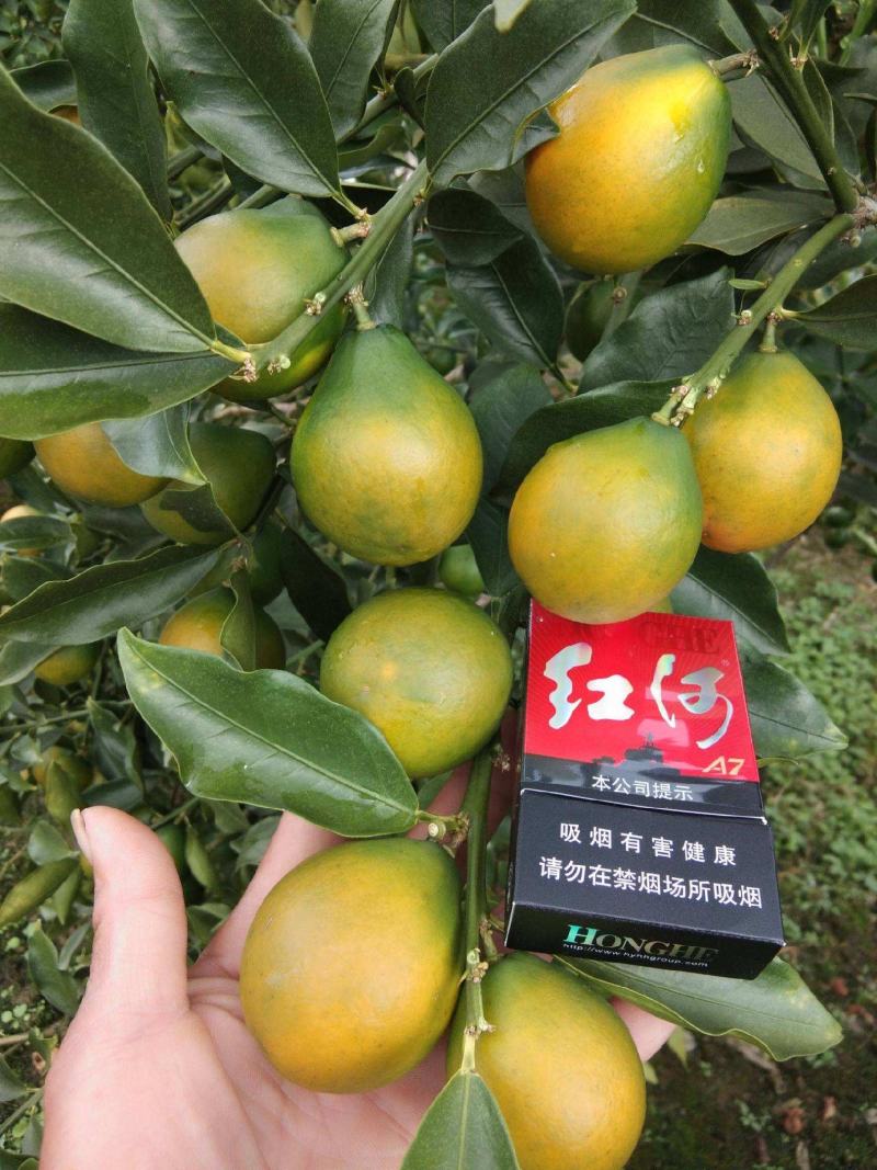 现摘新鲜果，新品种脆密金桔，纯甜无酸味，肉细腻化渣。