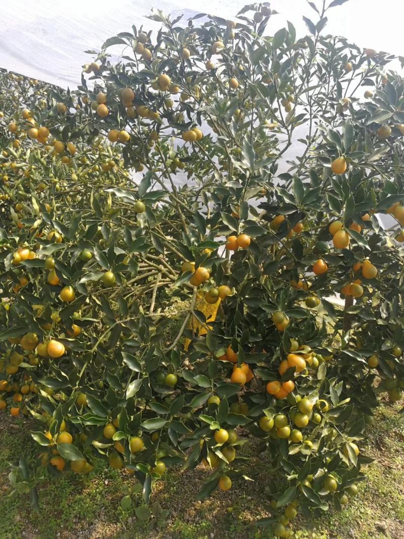 现摘新鲜果，新品种脆密金桔，纯甜无酸味，肉细腻化渣。