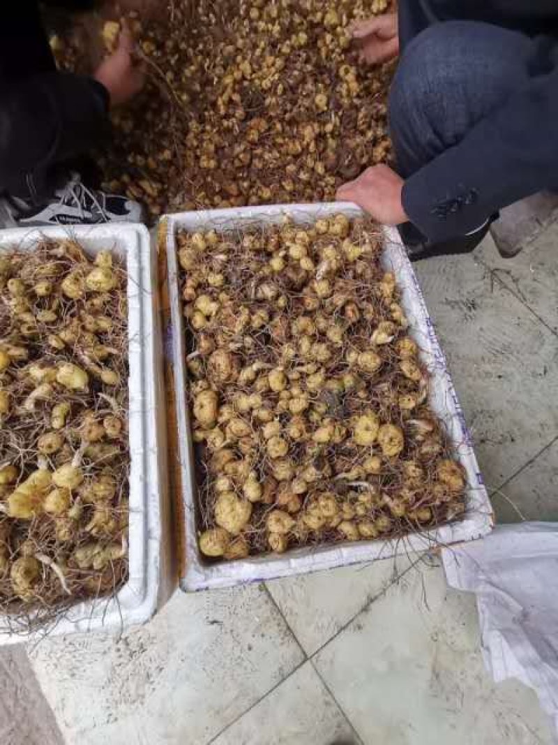 黄精苗2年3年黄精苗多花姜型鸡头黄精苗滇黄精批发了