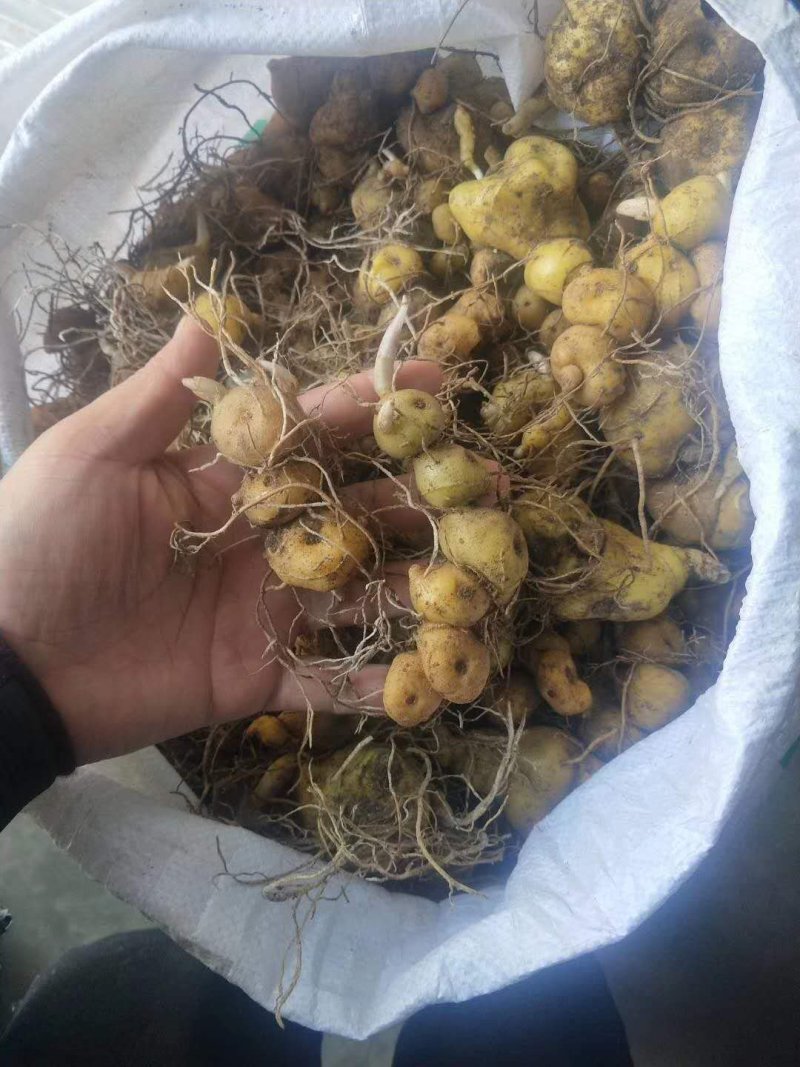 黄精苗2年3年黄精苗多花姜型鸡头黄精苗滇黄精批发了