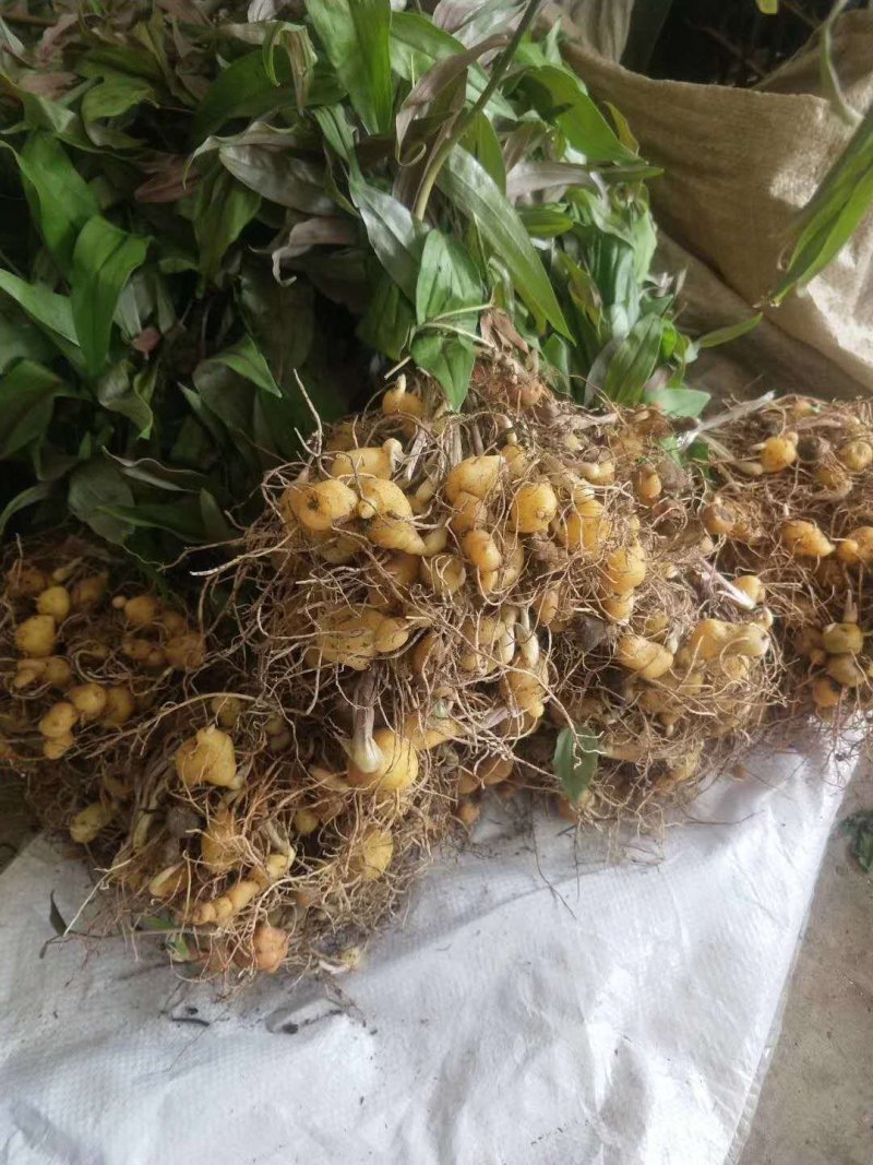 黄精苗2年3年黄精苗多花姜型鸡头黄精苗滇黄精批发了