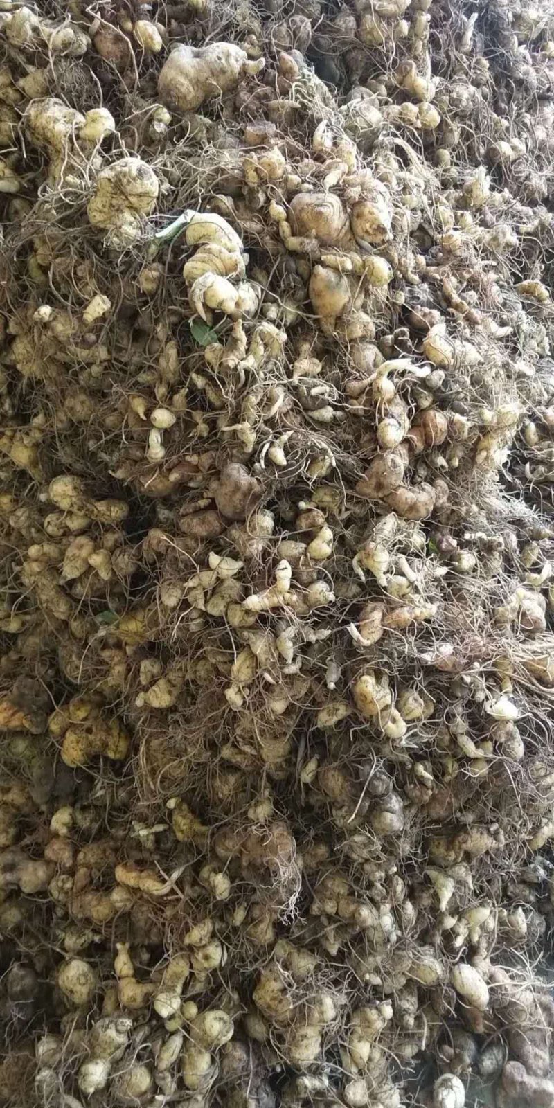 黄精苗2年3年黄精苗多花姜型鸡头黄精苗滇黄精批发了