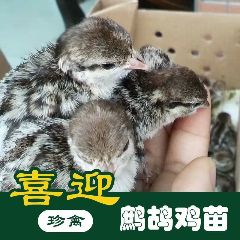 美国鹧鸪苗，石鸡苗，红腿鹧鸪苗