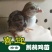 美国鹧鸪苗，石鸡苗，红腿鹧鸪苗