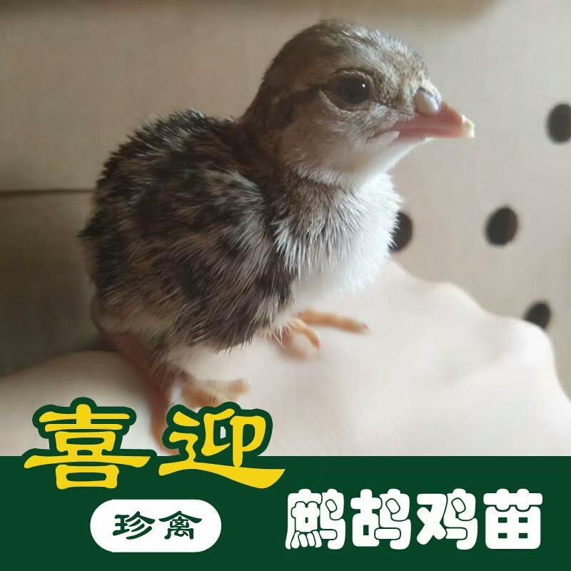 美国鹧鸪苗，石鸡苗，红腿鹧鸪苗