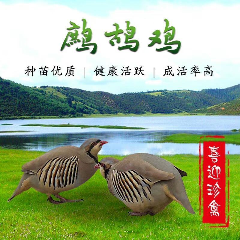 美国鹧鸪苗，石鸡苗，红腿鹧鸪苗