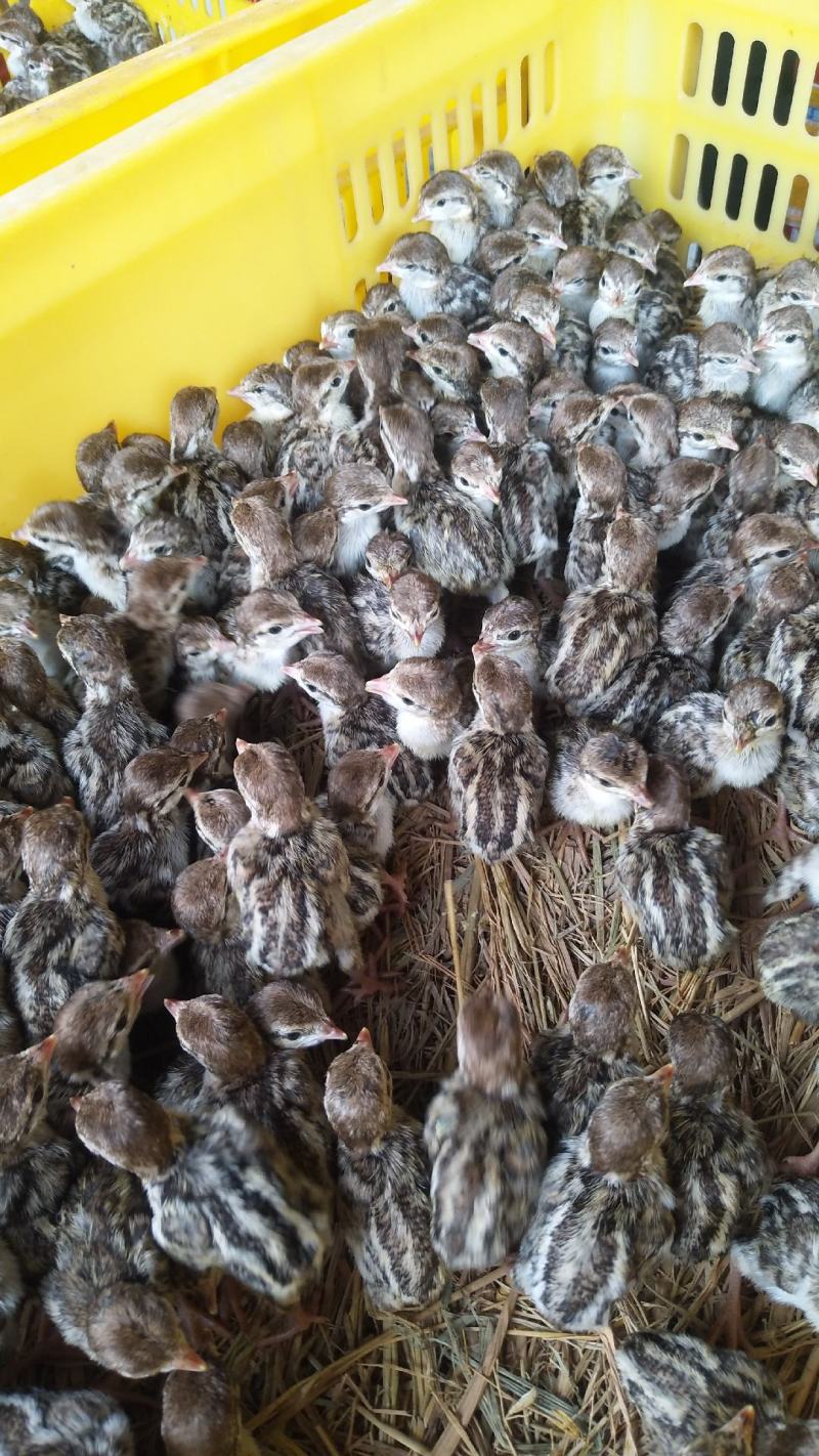 美国鹧鸪苗，石鸡苗，红腿鹧鸪苗