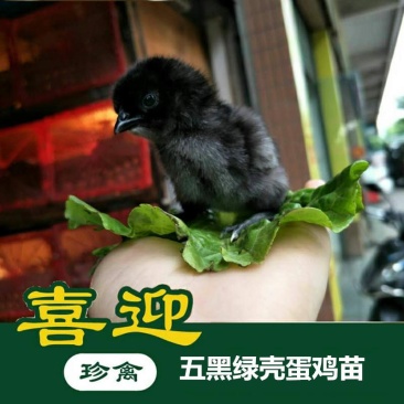 正宗五黑一绿蛋鸡苗,绿壳率高9成多,孵化场一手货源,