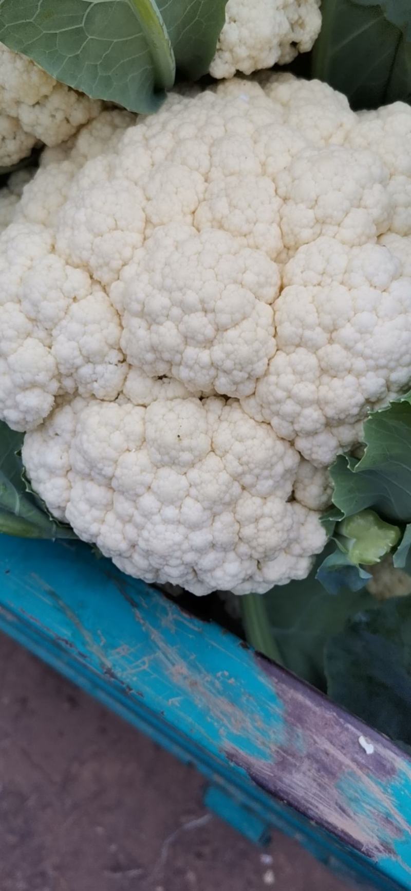 优质精品白面青梗松花菜一手货源。乳白色净菜！