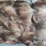 鱿鱼耳尾巴300/500～200/4000欢迎选购