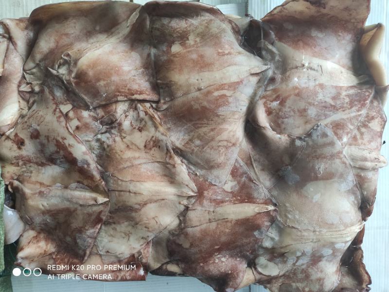 鱿鱼耳尾巴300/500～200/4000欢迎选购