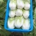 大白菜已经大量上市。价格优惠。成亩产量