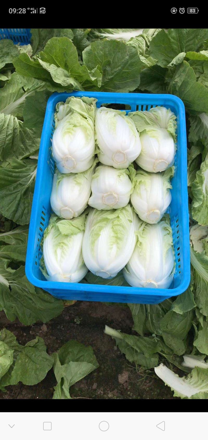 大白菜已经大量上市。价格优惠。成亩产量
