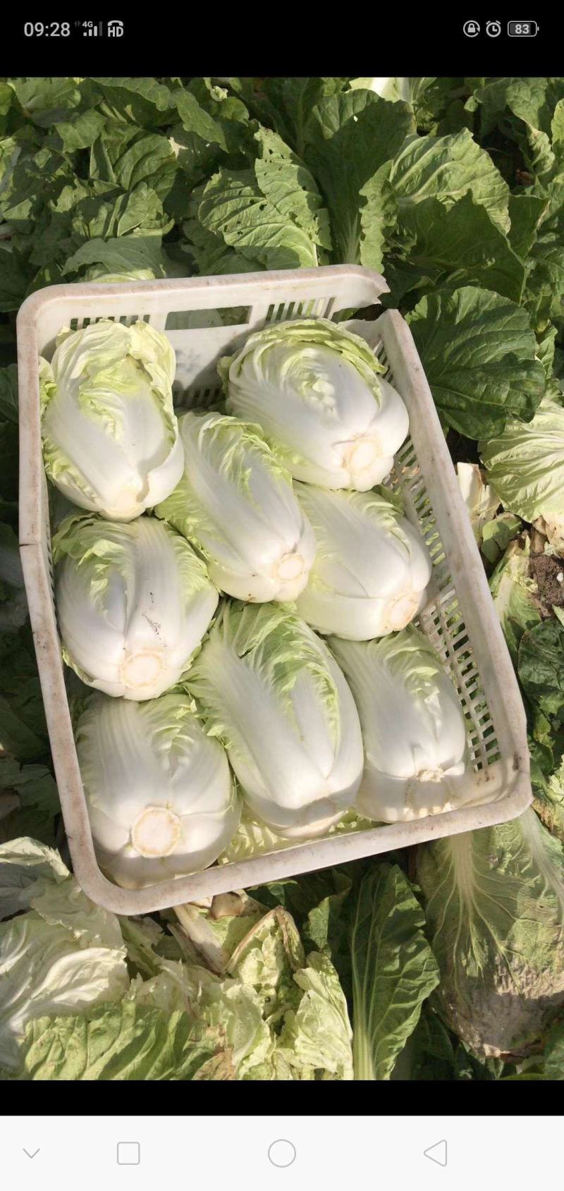 大白菜已经大量上市。价格优惠。成亩产量