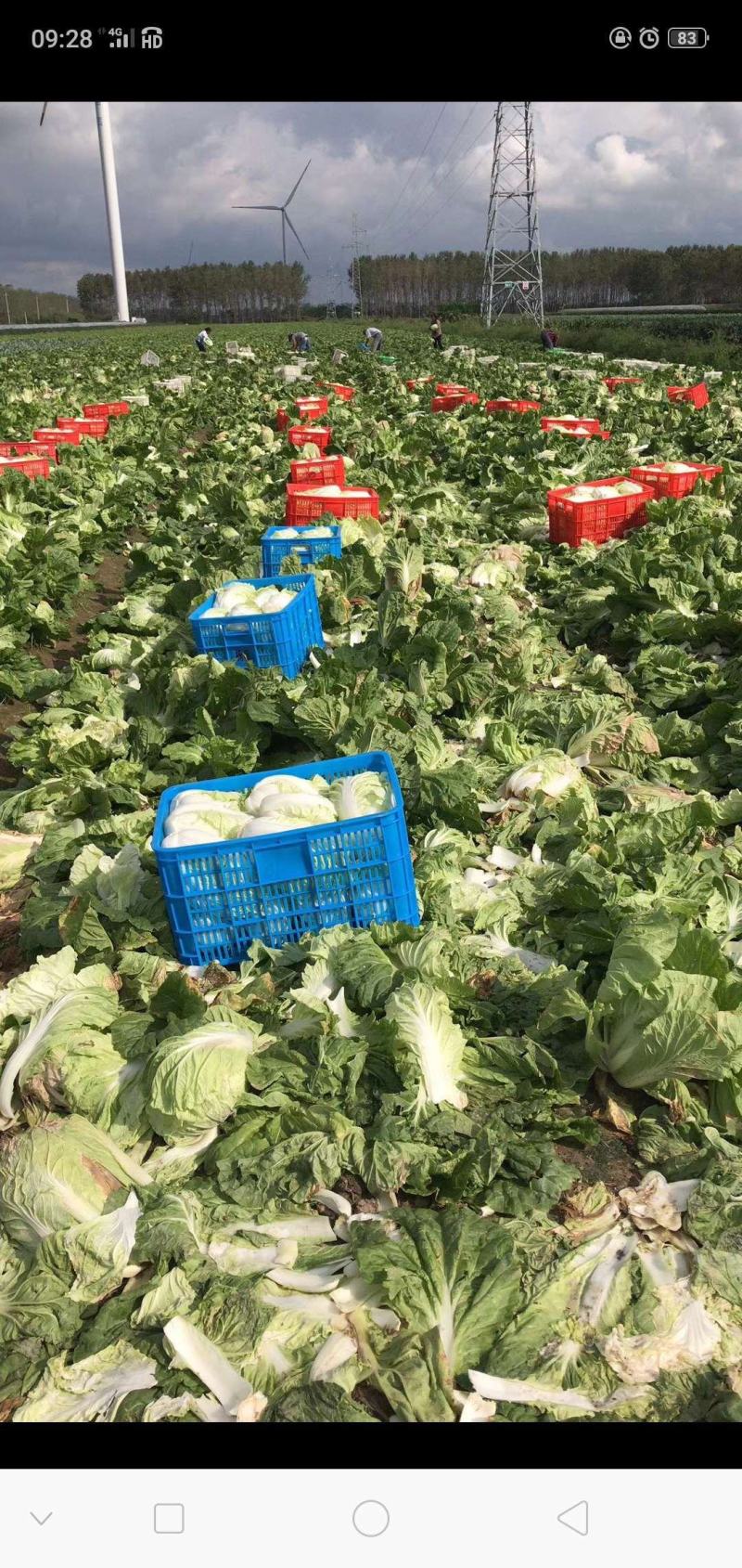 大白菜已经大量上市。价格优惠。成亩产量