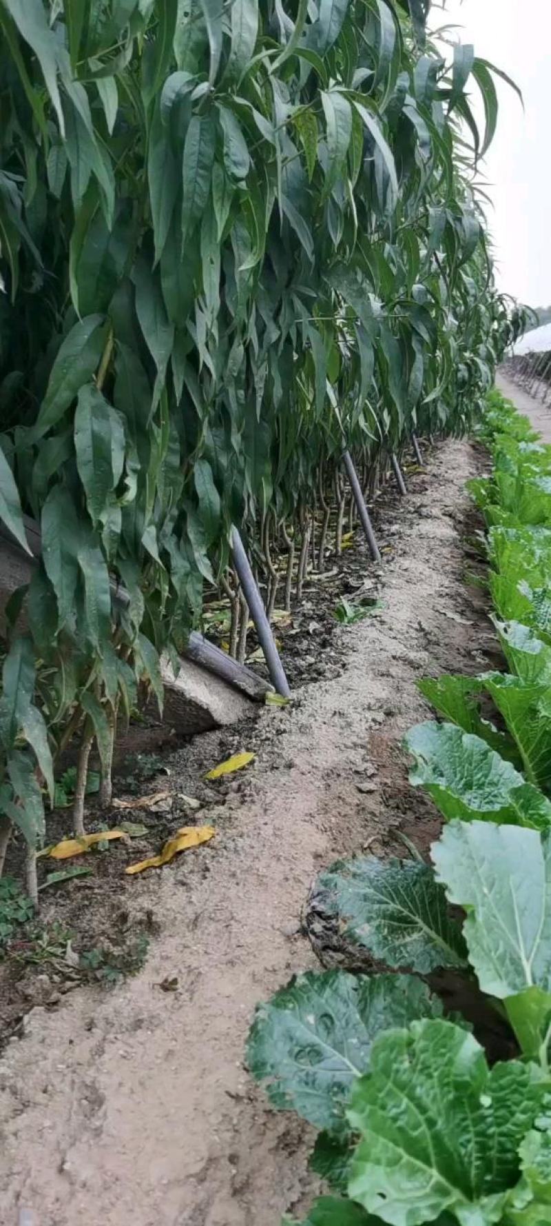 黄金蜜桃树苗黄金蜜1号早熟品种质量好不软