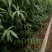 黄金蜜桃树苗黄金蜜1号早熟品种质量好不软