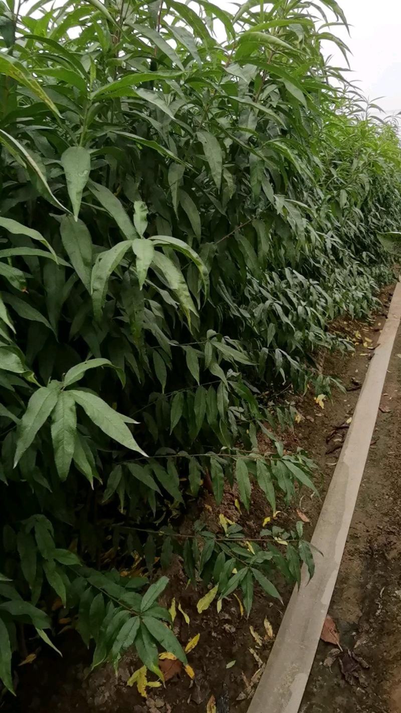 黄金蜜桃树苗黄金蜜1号早熟品种质量好不软