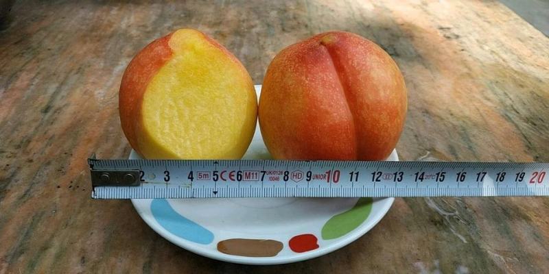黄金蜜桃树苗黄金蜜1号早熟品种质量好不软