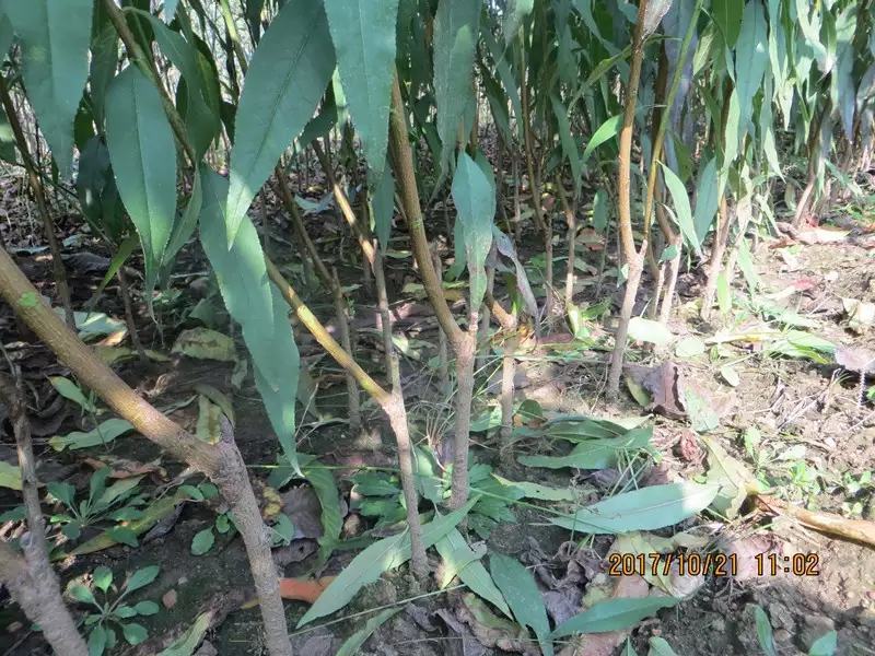 黄金蜜桃树苗黄金蜜1号早熟品种质量好不软