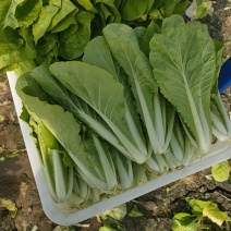 【毛白菜江苏南通自有蔬菜基地毛白菜】产地直发，品质保证