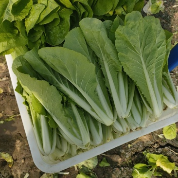 【毛白菜江苏南通自有蔬菜基地毛白菜】产地直发，品质保证