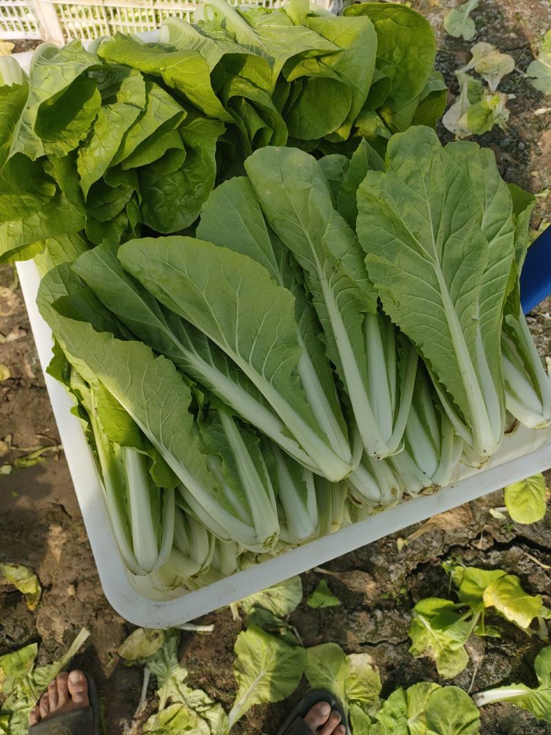 【毛白菜江苏南通自有蔬菜基地毛白菜】产地直发，品质保证