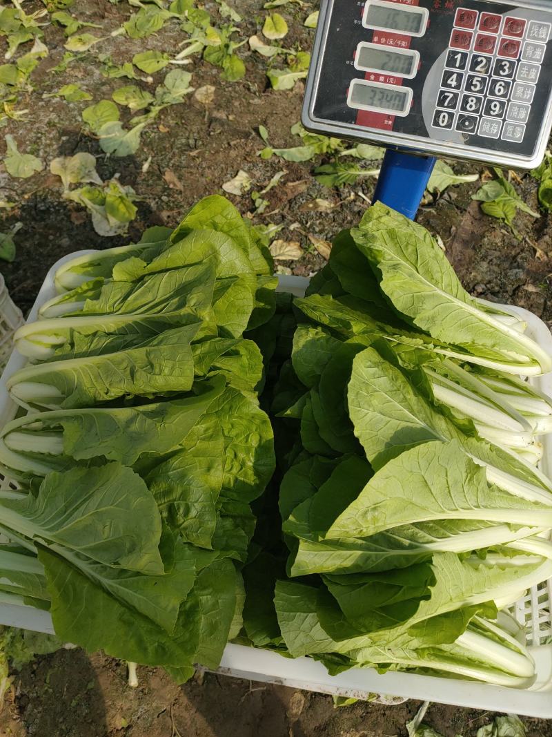 【毛白菜江苏南通自有蔬菜基地毛白菜】产地直发，品质保证