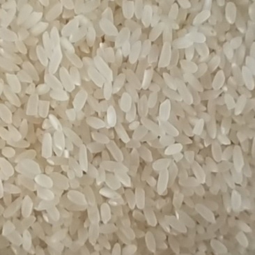 东北黄金水稻，磨出好吃的米