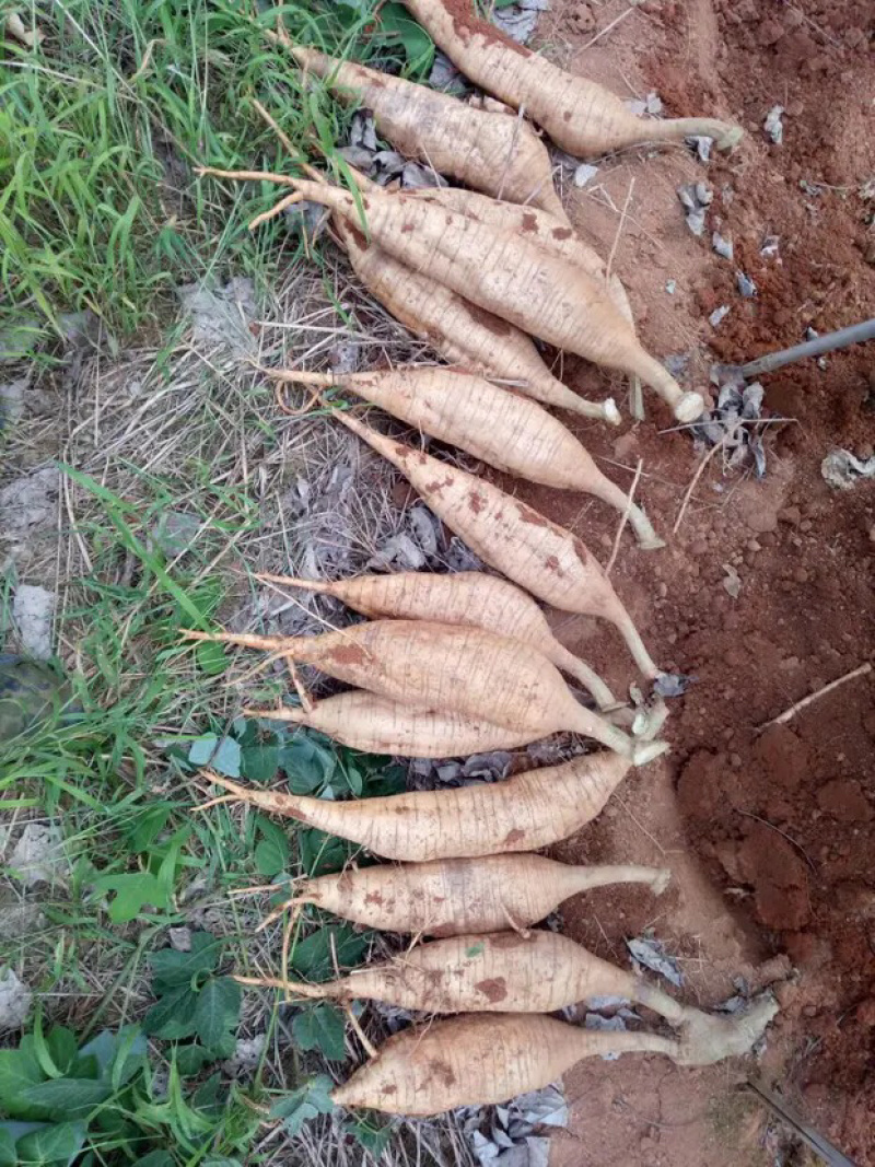 葛根大量出售，需要联系