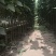 楸树234公分白蜡2公分楸树567公分