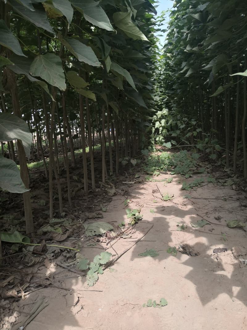 楸树234公分白蜡2公分楸树567公分