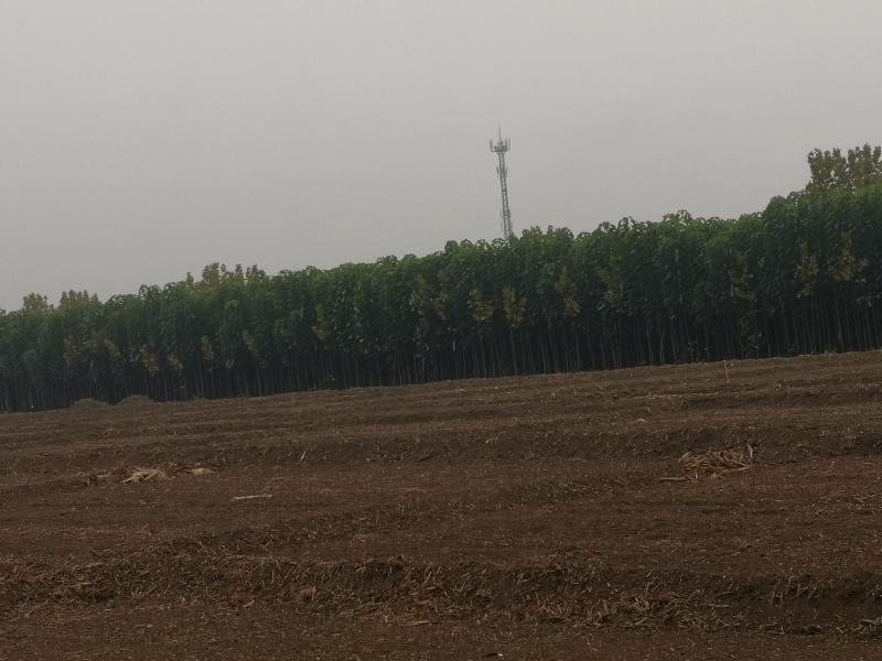 楸树234公分白蜡2公分楸树567公分