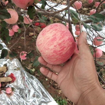 塞富苹果全红全色高海拔火石山表光艳丽